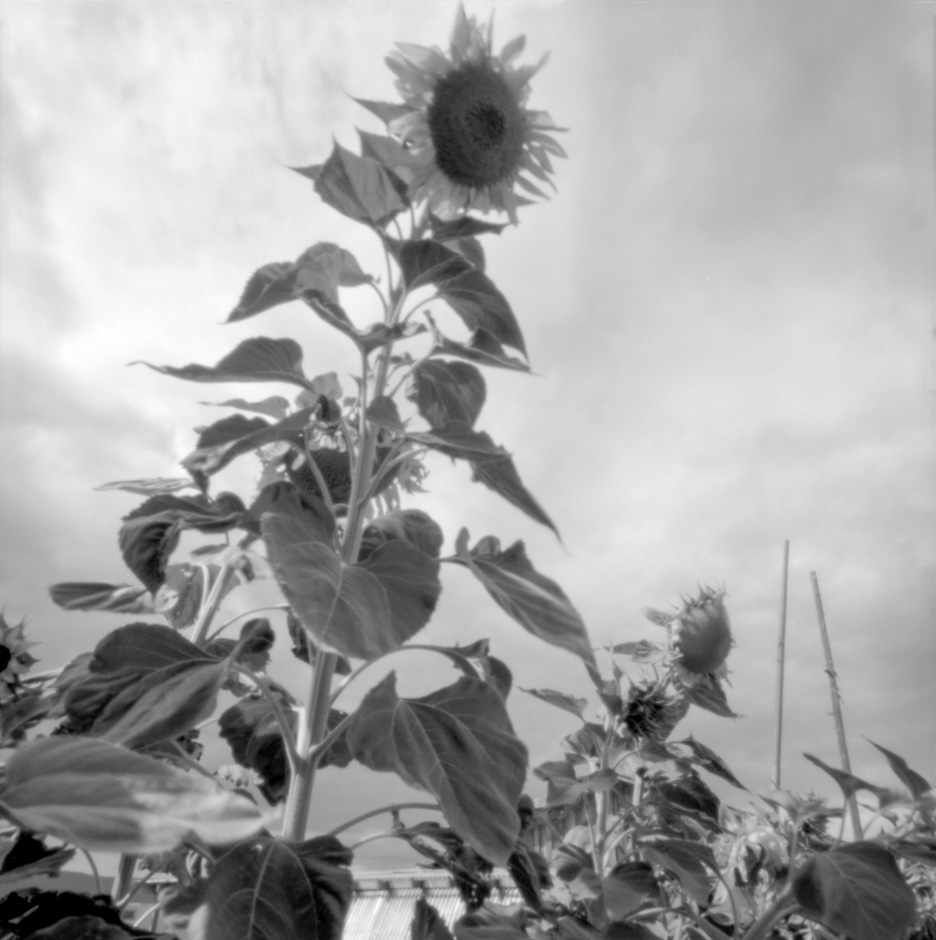 Sunflowers, pinhole-photograph