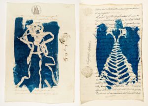 Cyanotypes diptych of flora