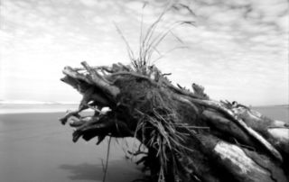 pinhole photograph of driftwood on Long Beach