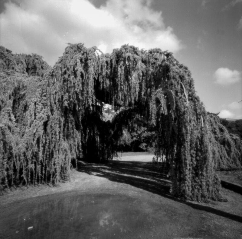 pinhole photograph at Le Parc de la Te3te d"Or